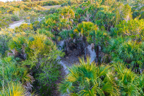 Elevated View of Nature Trails In Rotary Park Environmental Center, Cape Coral, Florida, USA © Billy McDonald