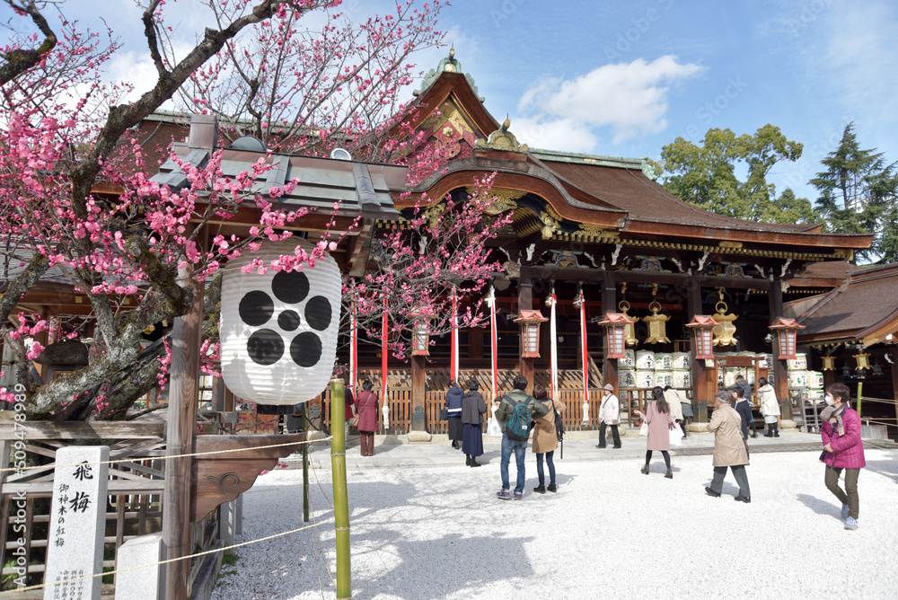 Naklejka premium 北野天満宮 拝殿と梅の花 京都市上京区