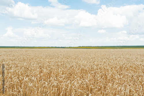Soft selective focus of a field of golden ears of wheat under a blue sky with white clouds. Wheat is the Agriculture of Independence Ukraine.