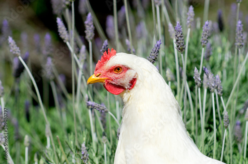 Closeup of a white chicken with lavender garden in the background