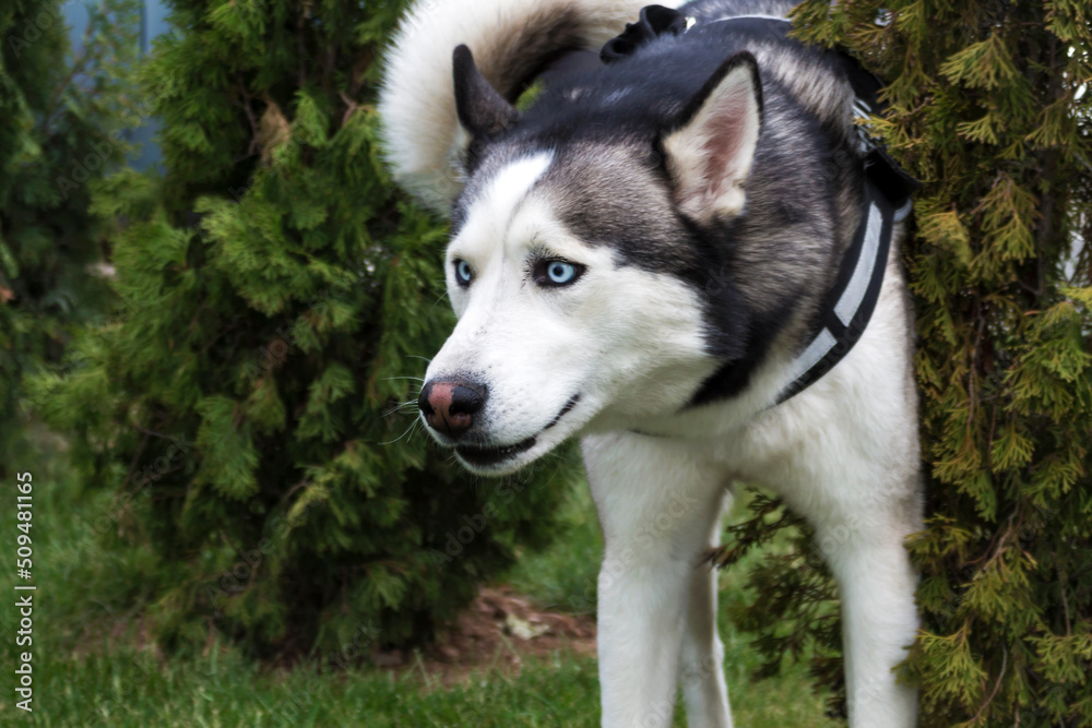 Husky with blue eyes next to the bush looking in the direction of the cat. Adobe RGB color space.