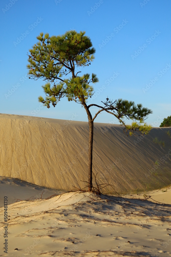 Árvore solitária no meio das dunas e areias de praia, com jogo de sombras e um céu azul