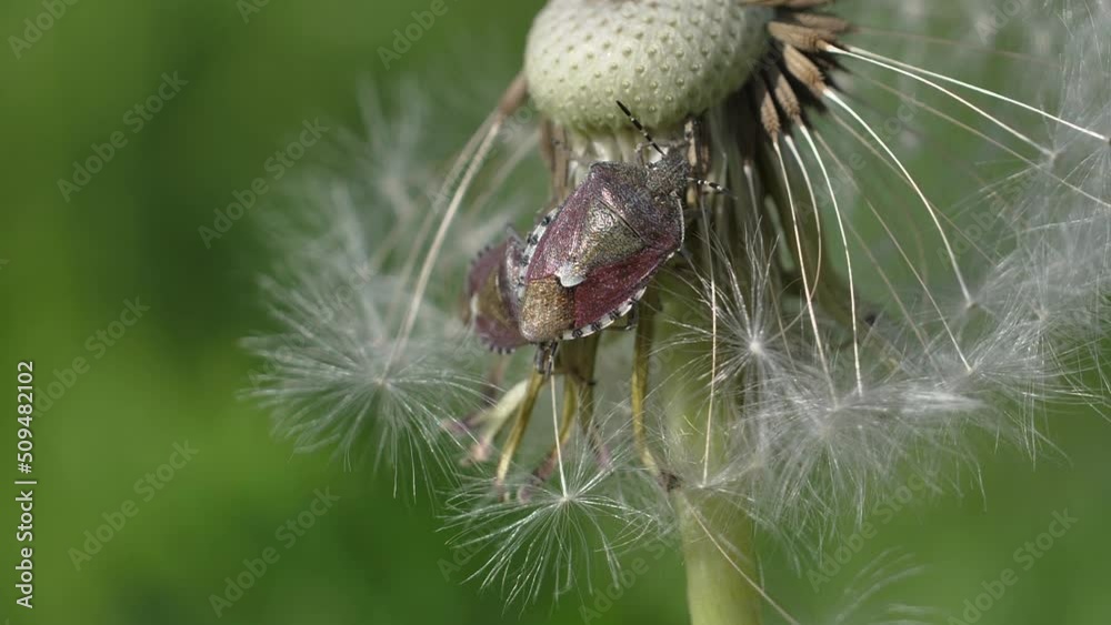 Stink Bugs mated to dandelion. Stink Bugs on a dandelion stem