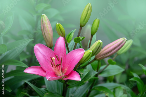 Beautiful pink lily flowers in the summer garden. Lily Lilium hybrids flower.
