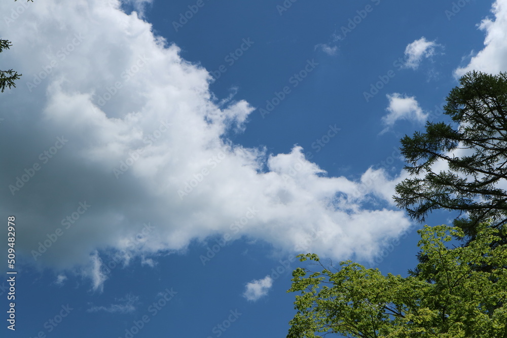 青空と木々 青空と木々