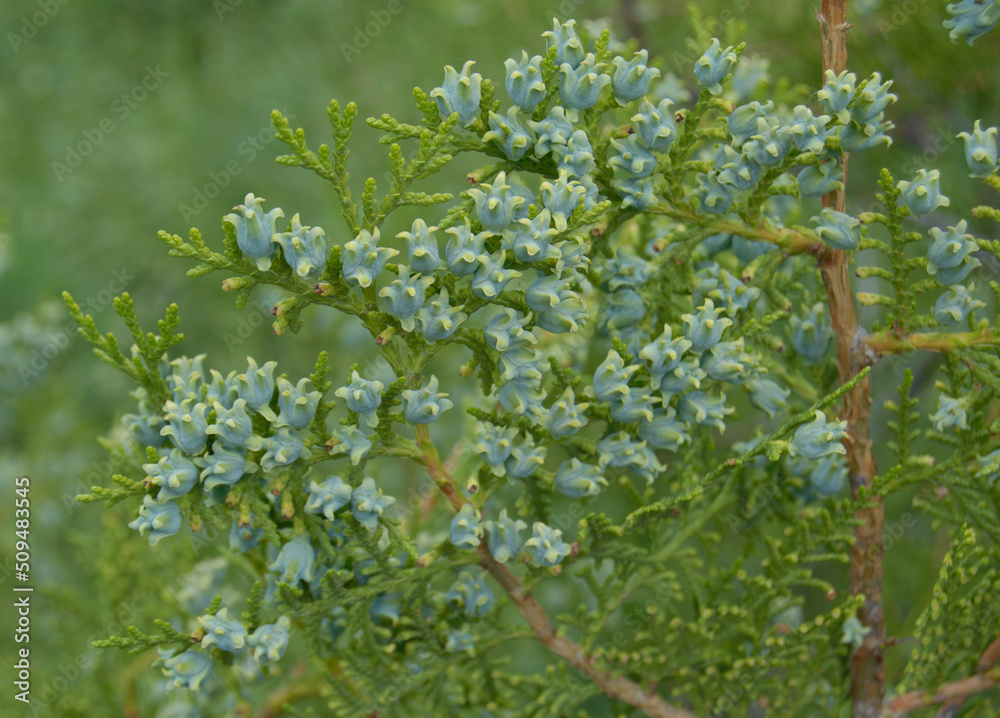 Thuja tree buds - like a small crowns, close up photo. Background picture. Thuja tree buds - like a small crowns, close up photo. Background picture.
