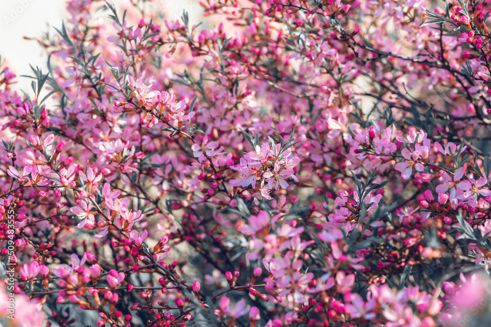 Prunus tenella blossoms close up. Nature floral background. Pink dwarf Russian almond flowers in spring. Seasonal wallpaper. Blossom tree branch