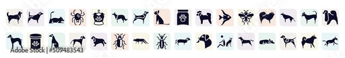 dog breeds heads filled icons set. glyph icons such as husky, laying cat, collie, bichon, chow chow, pet food, springer spaniel, snowshoe cat, american staffordshire terrier icon.