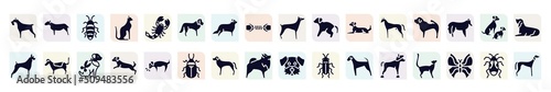 dog breeds fullbody filled icons set. glyph icons such as miniature schnauzer, madagascan, st bernard, scold the dog, shar pei, jack russell terrier, dog scaping, rottweiler, chinese crested