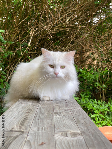 Weiße langhaarige Katze sitzt am ende einer Bank und blickt zu mir photo