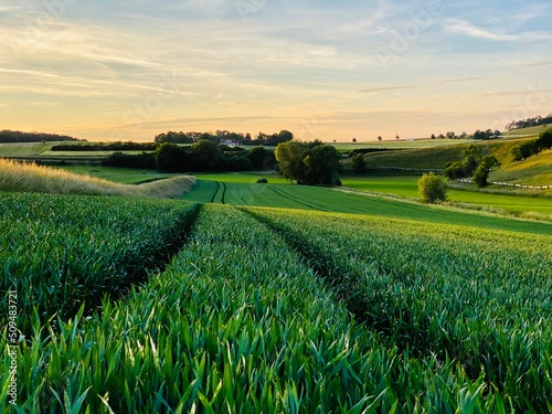 Getreidefeld verläuft bis in den Horizont, zwei Furchen spaltet das Feld mit den hochgewachsenen Ähren, hügelige Baumreihe im Hintergrund, blauer Himmel, Sonnenuntergang photo