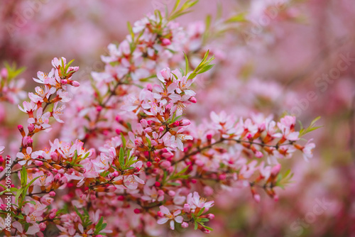 Prunus tenella blossoms close up. Nature floral background. Pink dwarf Russian almond flowers in spring. Seasonal wallpaper. Blossom tree branch photo