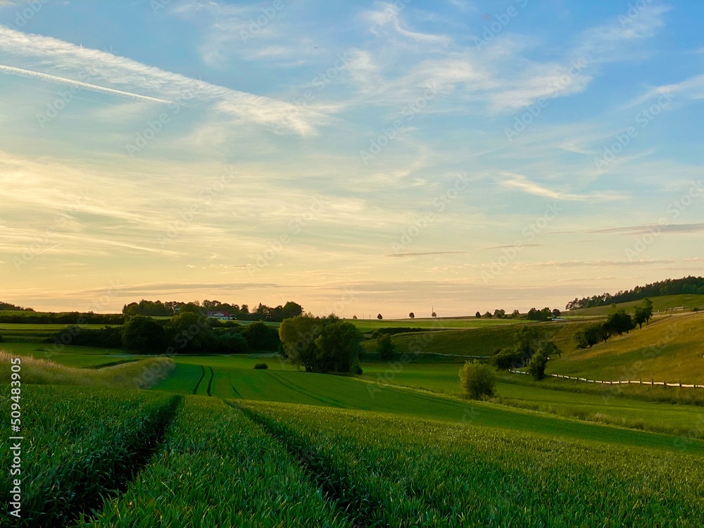 Obraz premium Getreidefeld in der Dämmerung, verläuft bis in den Horizont, zwei Furchen spaltet das Feld mit den hochgewachsenen Ähren, Baumreihe im Hintergrund, hügelige Landschaf, Himmel , Sonnenuntergang