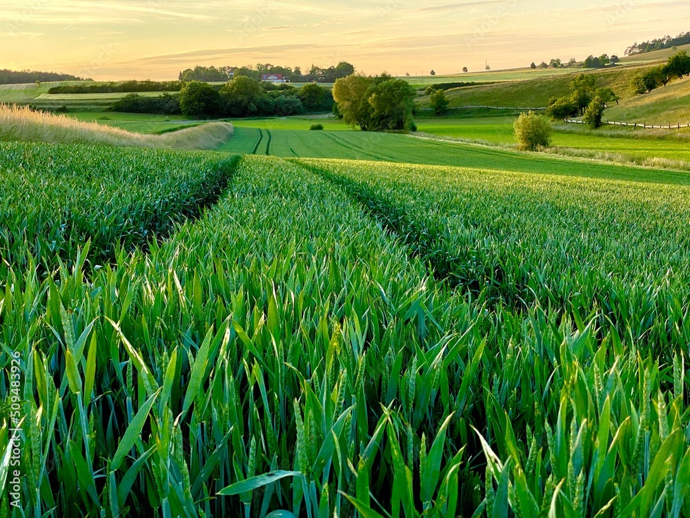 Getreidefeld verläuft bis in den Horizont, zwei Furchen spaltet das Feld mit den hochgewachsenen Ähren, hügelige Baumreihe im Hintergrund, blauer Himmel, Sonnenuntergang Getreidefeld verläuft bis in den Horizont, zwei Furchen spaltet das Feld mit den hochgewachsenen Ähren, hügelige Baumreihe im Hintergrund, blauer Himmel, Sonnenuntergang