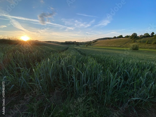 Getreidefeld verl  uft bis in den Horizont  zwei Furchen spaltet das Feld mit den hochgewachsenen   hren  blauer Himmel  Sonnenuntergang - romantisch