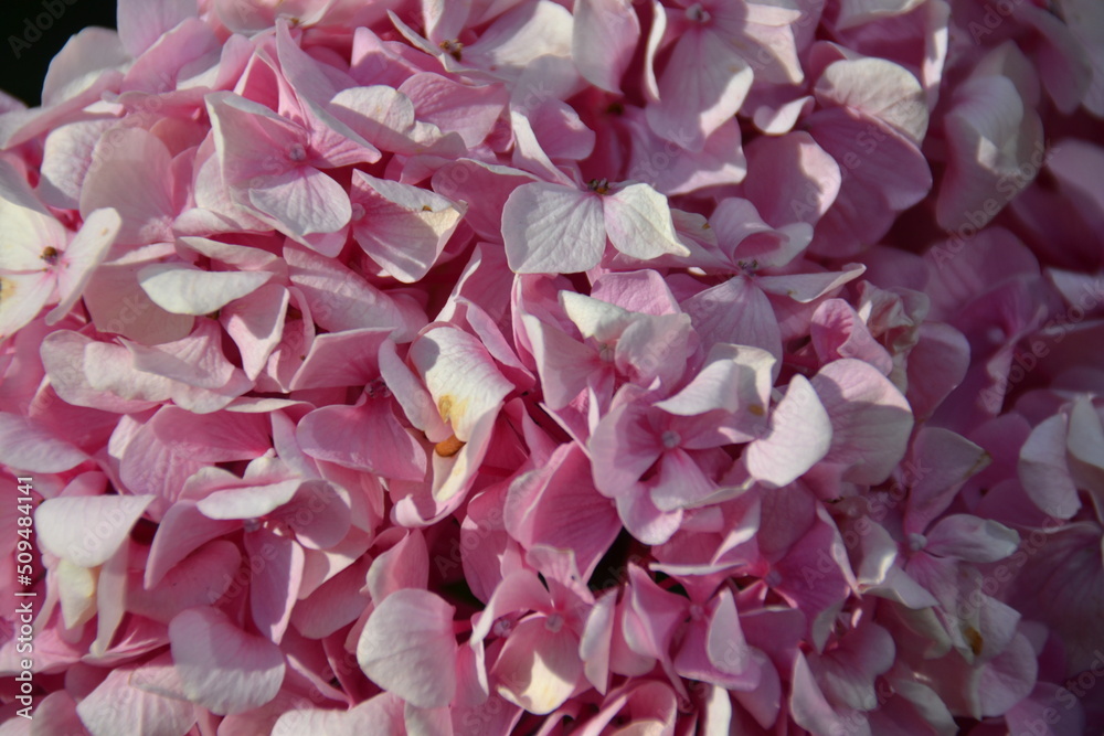 Obraz premium Hydrangea