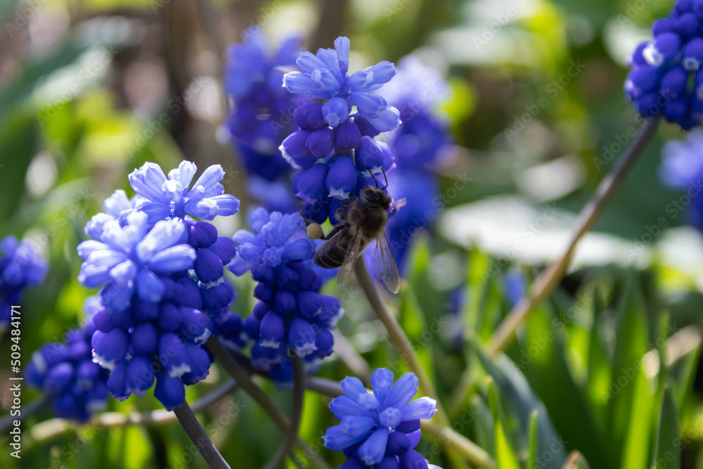 Muscari blue flowers, rich color, close up, with bee.Very beautiful flowers of deep blue color. Muscari blue flowers, rich color, close up, with bee.Very beautiful flowers of deep blue color.