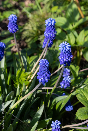 Muscari blue flowers  rich color  close up  with bee.Very beautiful flowers of deep blue color.