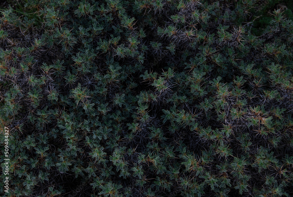 Abstract plant . Green grass background. Abstract plant . Green grass background.