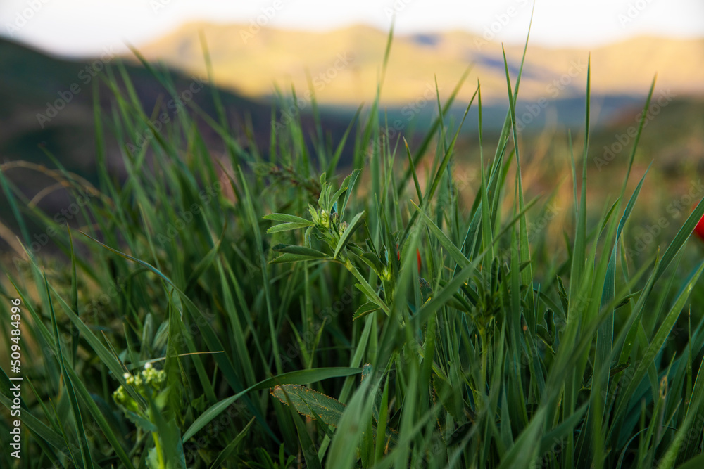 Grass in the morning on the mountains bokeh background. 