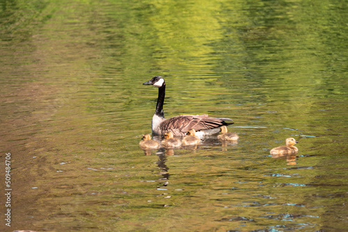 goose on the water
