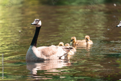 family of ducks