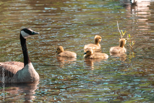country goose family