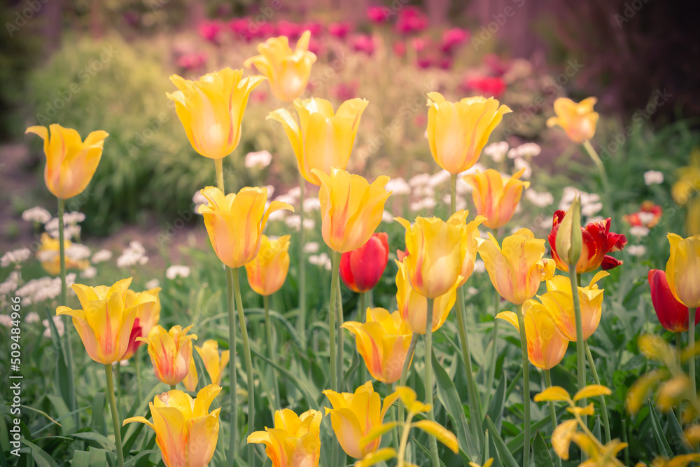 Obraz premium Beautiful tulips and other flowers in a dreamy flower garden.