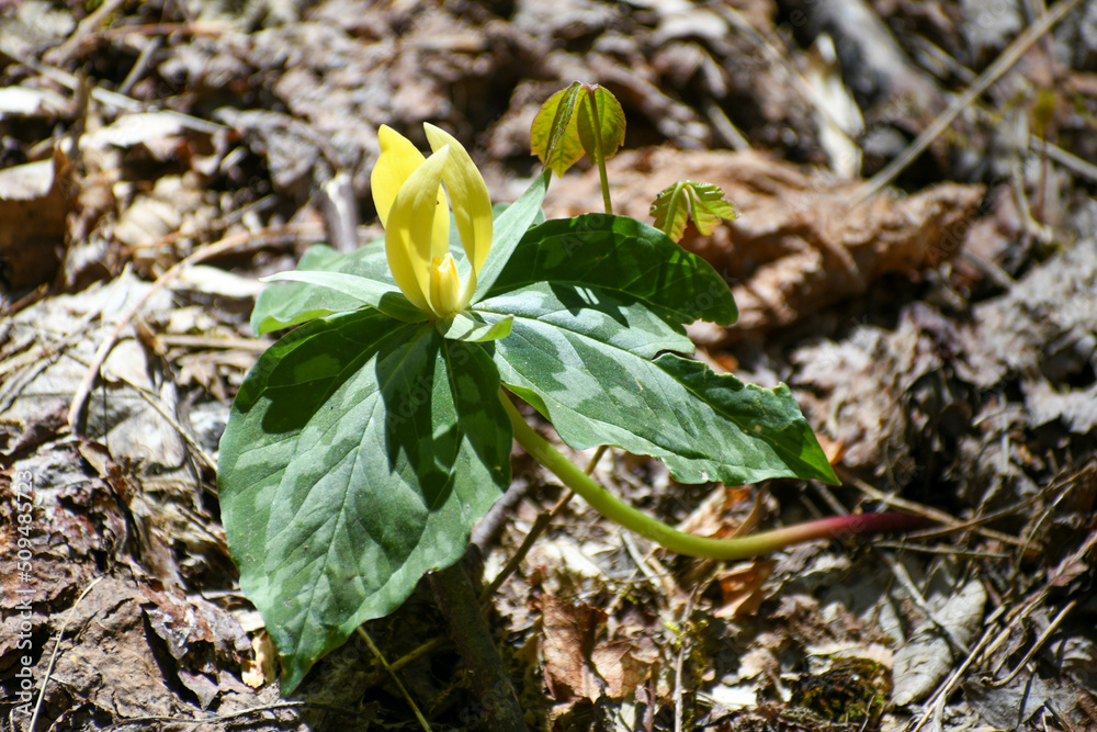 Fototapeta premium Yellow trillium growing in Tennessee