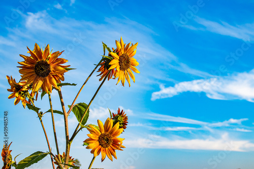 Beautiful Orange Yellow Sunflowers Contrast Against a Blue Sky with Cirrus Clouds
