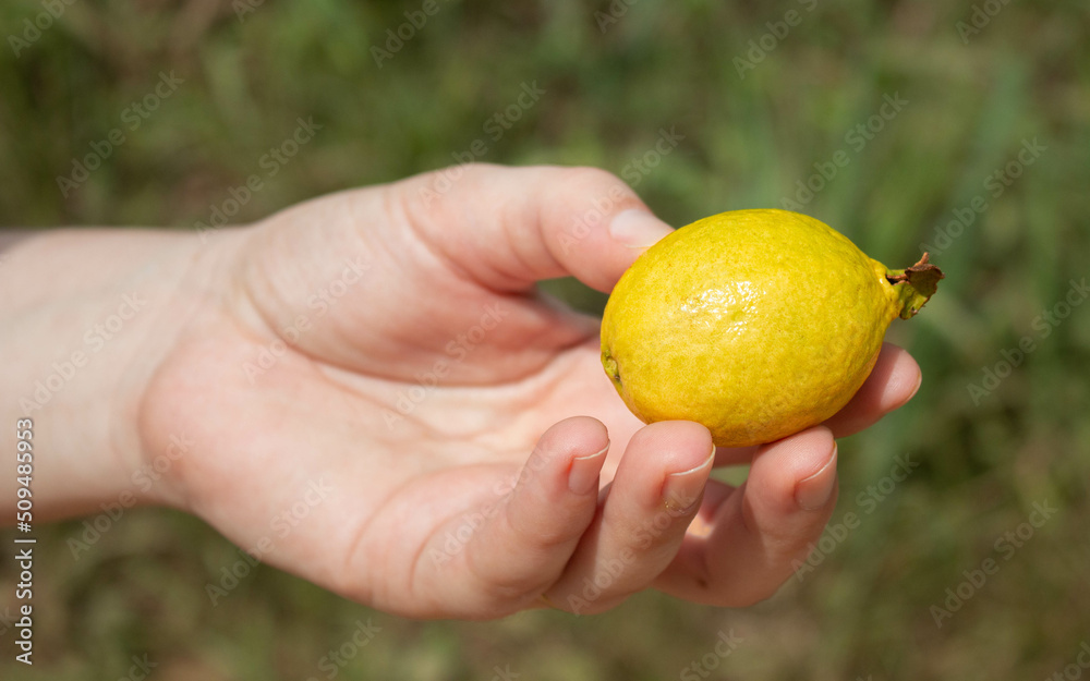 Petit citron pris directement sur le citronnier au Togo, Afrique de l'ouest Petit citron pris directement sur le citronnier au Togo, Afrique de l'ouest