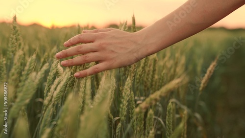 Female hand of farmer touches ears of wheat at sunset, inspecting her harvest. Farmer woman walks through wheat field at sunset, touching green ears of wheat with her hands. Agricultural business. © zoteva87