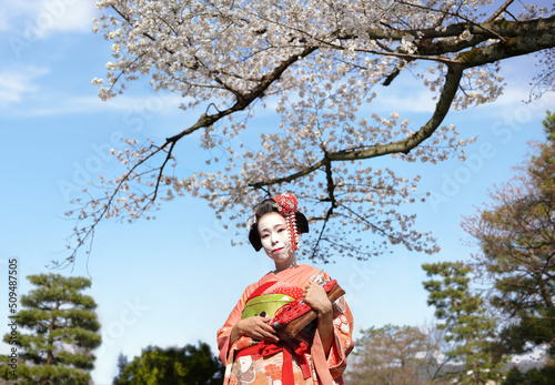 Low angle photography of a Japanese female maked up with a white face like a traditional Maiko or Geisha posing in a kimono outfit smiling below a branch of sakura cherry blossoms against a blue sky.