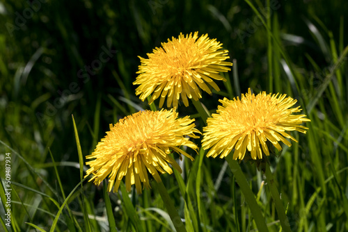 organic food and summertime  three beautiful dandelion in the middle of a green meadow