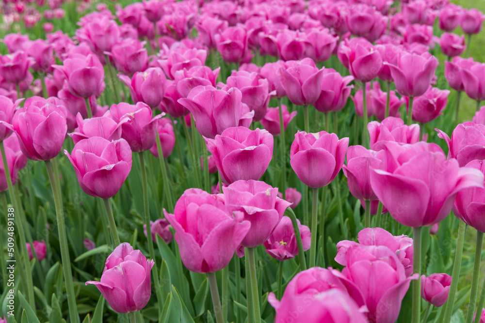 Pink tulips in a field