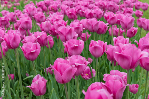 Pink tulips in a field © Martina