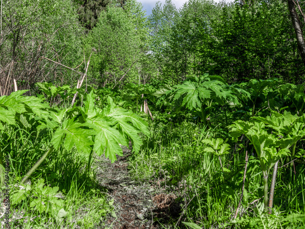 a path through the thickets of hogweed in the forest a path through the thickets of hogweed in the forest