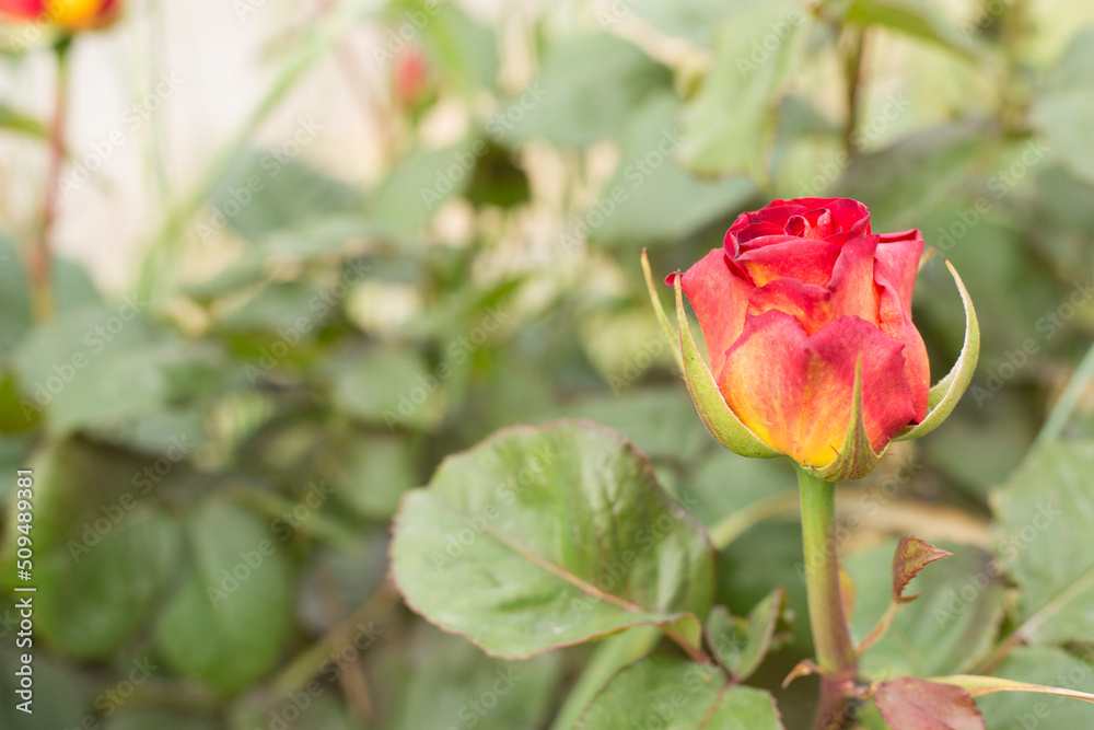 Red rose flower blooming in garden, closeup view