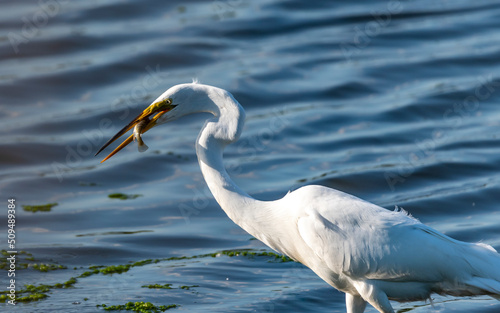 great white egret with its supper catch!