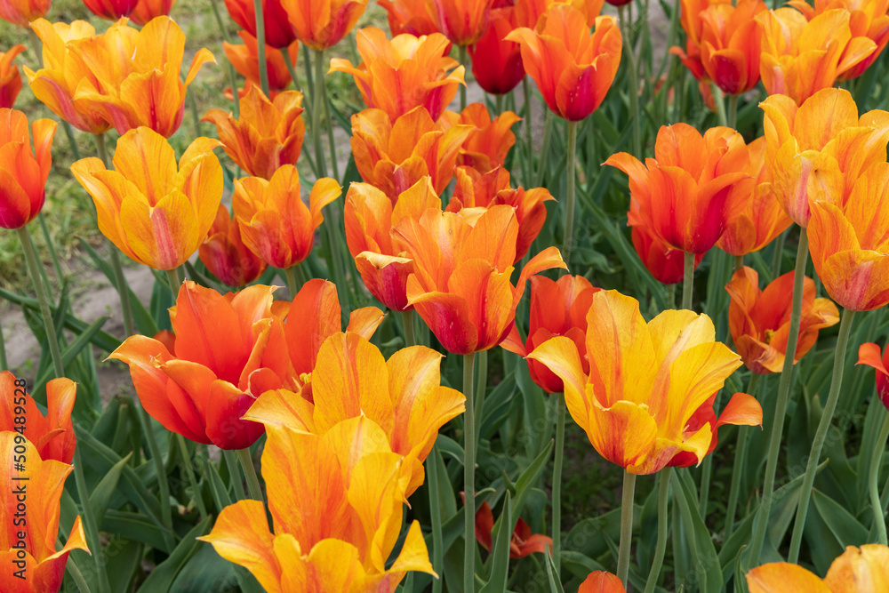 Orange tulips in a field Orange tulips in a field