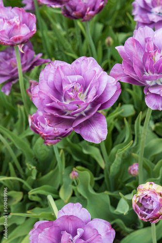 Light and dark purple tulips in a field