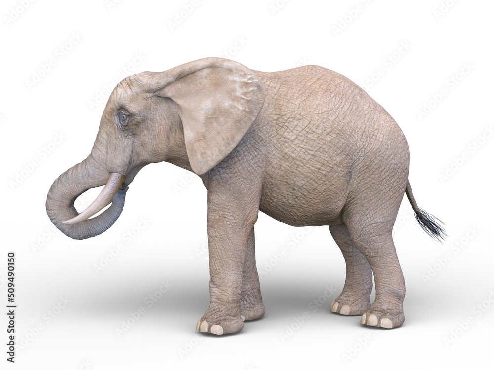 Obraz premium ゾウ