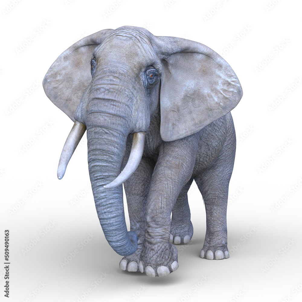 Fototapeta premium ゾウ