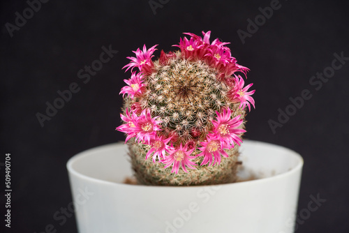 Mammillaria matudae cactus blooming against a dark background. Beautiful cactus with small fuchsia flowers in a white pot photo