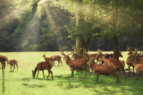 Many deer with antlers graze in the forest