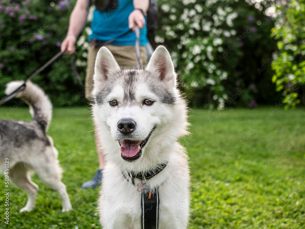 young husky dog on a leash. color nature