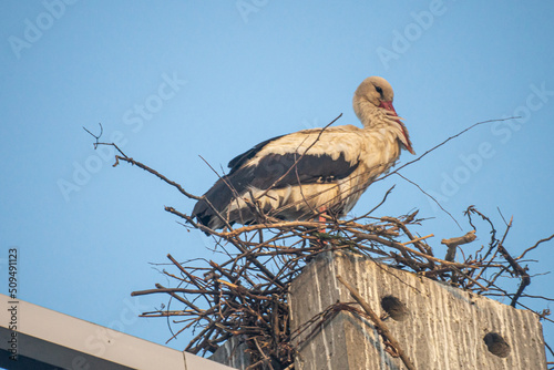 stork