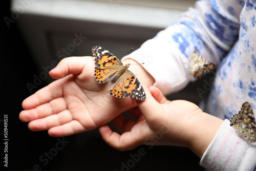 Butterflys Dream