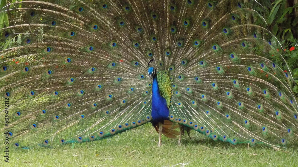 Obraz premium peacock with feathers out