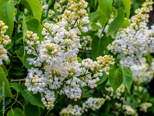 White Lilac shrub flowers blooming in spring garden. Common lilac Syringa vulgaris bush. Close-up with soft focus of a branch on a lilac tree